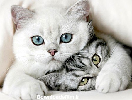  عکس عاشقانه حیوانات برای پروفایل