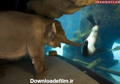  عکس عاشقانه حیوانات برای پروفایل