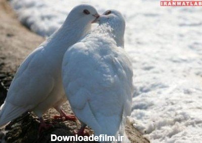  عکس عاشقانه حیوانات برای پروفایل