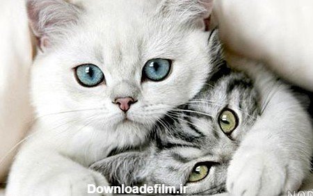  عکس عاشقانه حیوانات برای پروفایل
