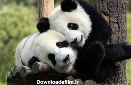  عکس عاشقانه حیوانات برای پروفایل