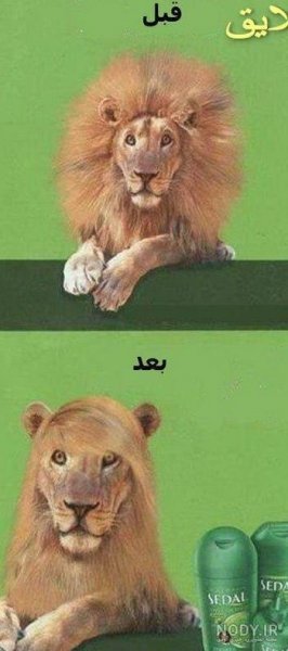  عکس حیوانات جالب