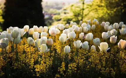  عکس چمن زار