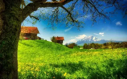  عکس چمن زار