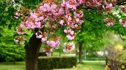  عکس چمن زار