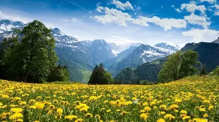  عکس چمن زار