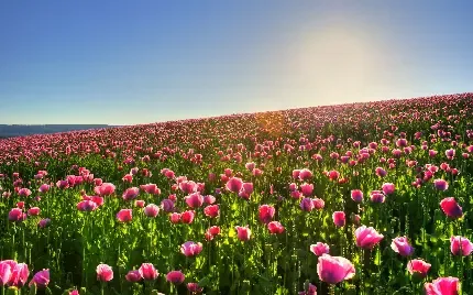  عکس چمن و گل