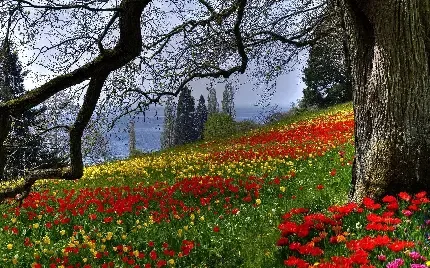  عکس چمن و گل