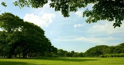  عکس چمن و گل