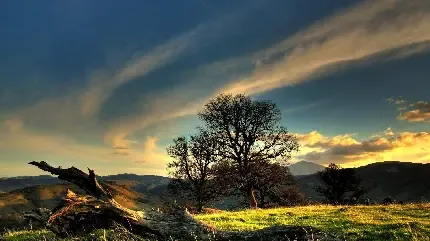  عکس چمن و گل