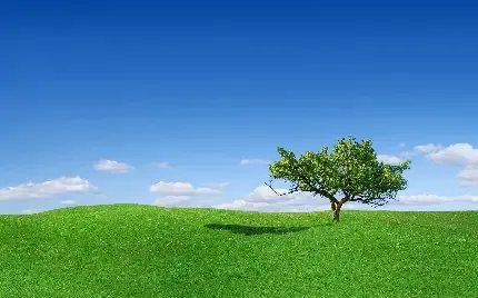 عکس چمن و گل