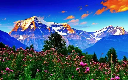  عکس چمن و گل