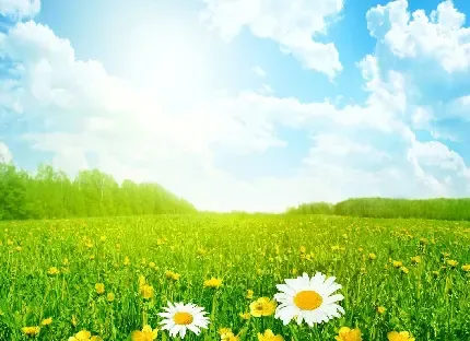  عکس چمن و گل