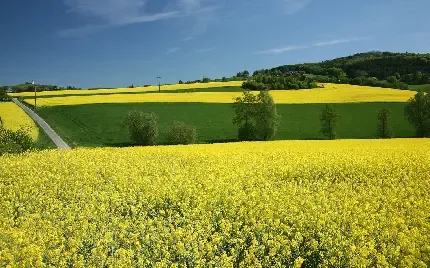  عکس دشت پر از گل
