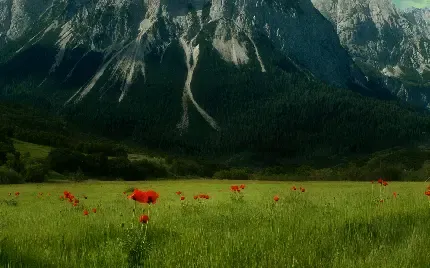  عکس دشت پر از گل