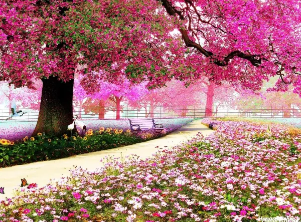  عکس دشت گل برای پروفایل