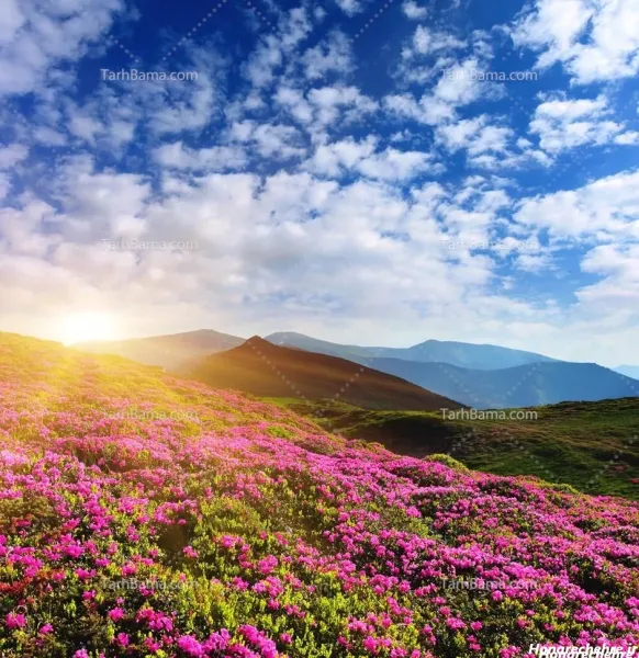  عکس دشت گل برای پروفایل