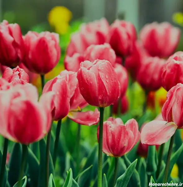  عکس دشت گل برای پروفایل