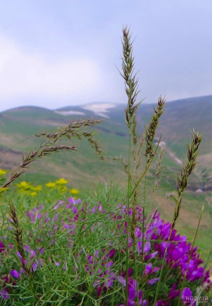  عکس طبیعت بکر کوهستان