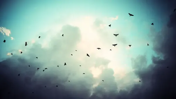  عکس زیبای آسمان با پرنده