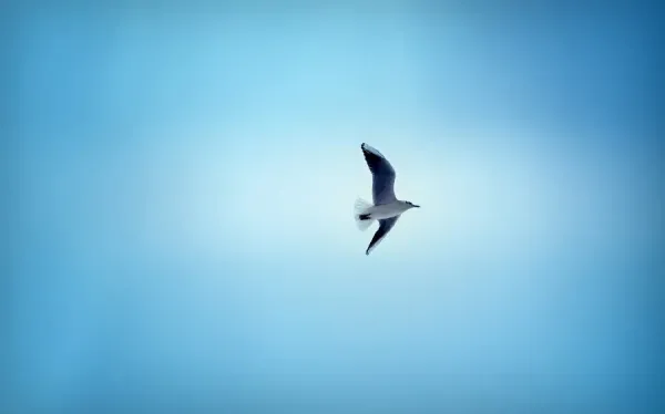  عکس زیبای آسمان با پرنده