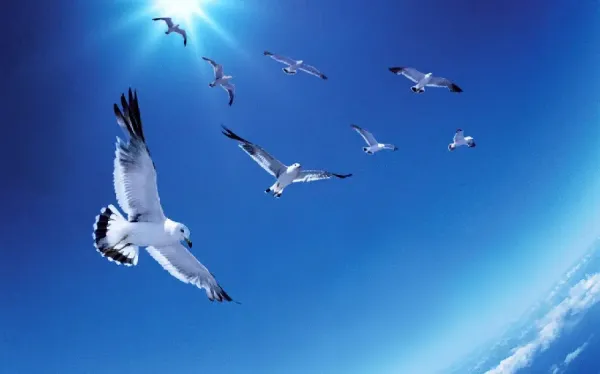  عکس زیبای آسمان با پرنده