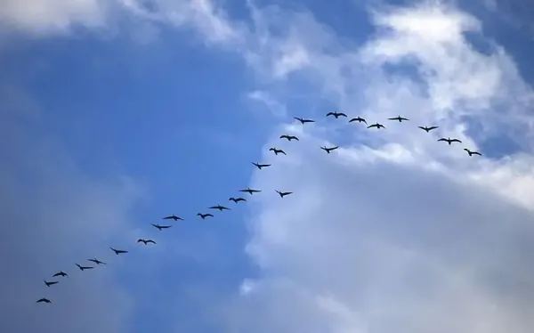  عکس زیبای آسمان با پرنده