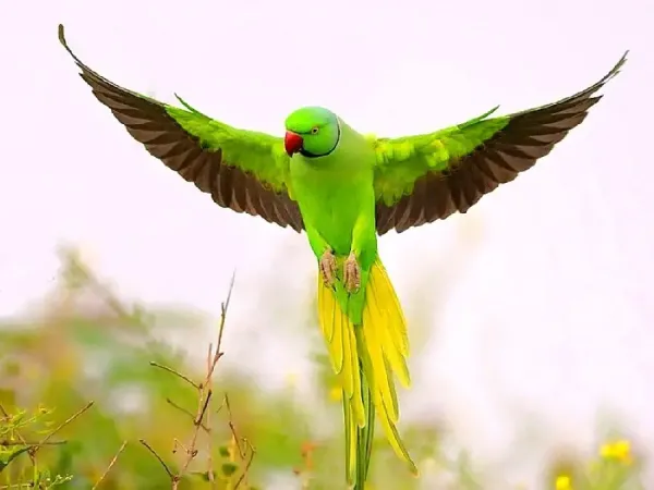  عکس زیبای آسمان با پرنده