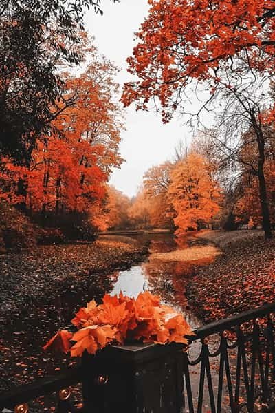 عکس طبیعت پاییزی خاص