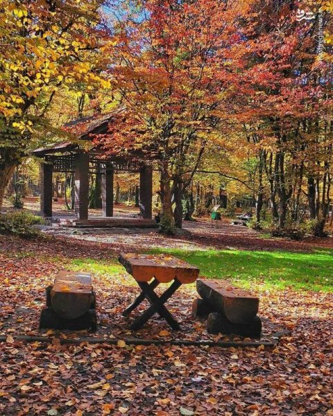 عکس جنگل پاییزی
