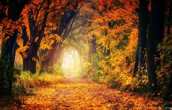 عکس پاییزی غمگین بدون متن