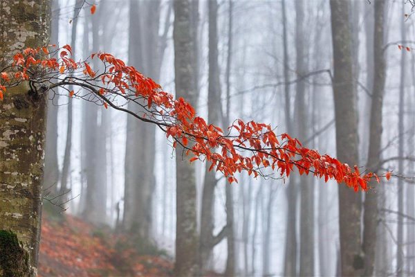  عکس طبیعت پاییزی رنگارنگ
