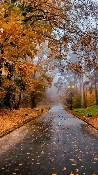  عکس بارش باران در پاییز