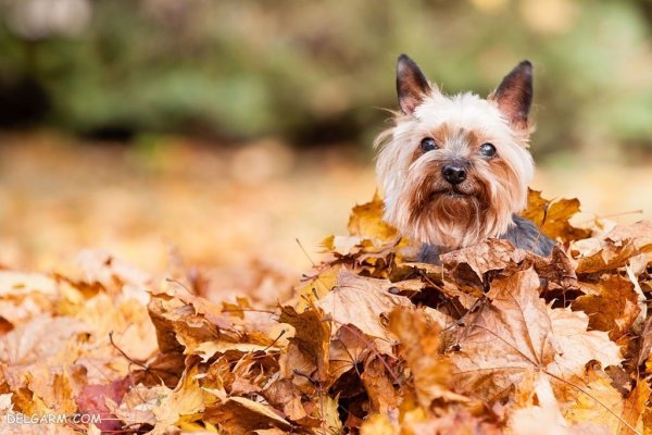  عکس منظره فصل پاییز