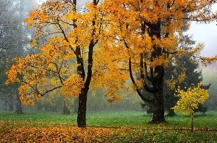  بک گراند پاییز