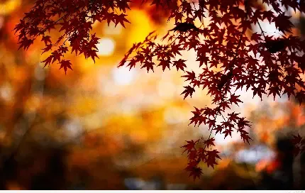  بک گراند عکس پاییز
