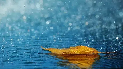  بک گراند عکس پاییز