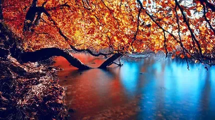  بک گراند عکس پاییز