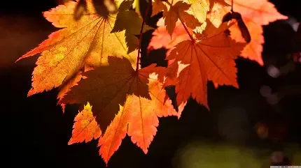  بک گراند عکس پاییز