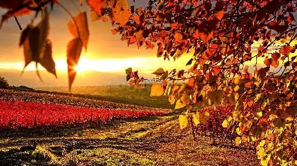  بک گراند عکس پاییز