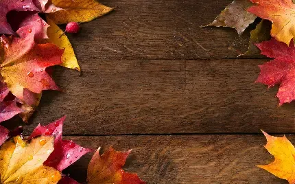  بک گراند عکس پاییز