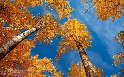  بک گراند عکس پاییز