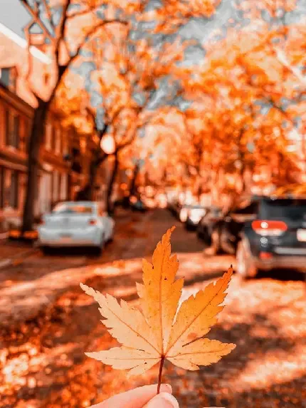  بک گراند عکس پاییز