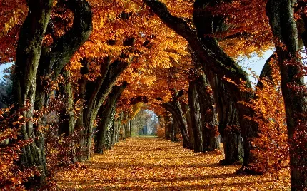  بک گراند عکس پاییز