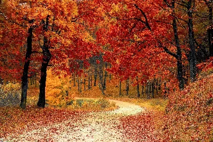  بک گراند عکس پاییز