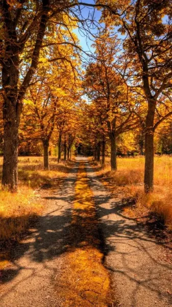  عکس پروفایل درمورد پاییز