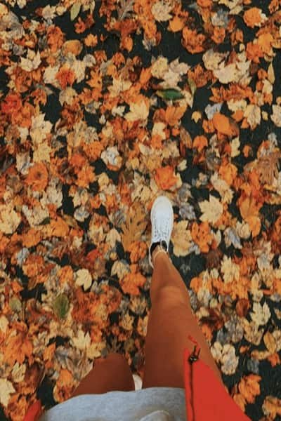 عکس فصل پاییز برای تصویر زمینه