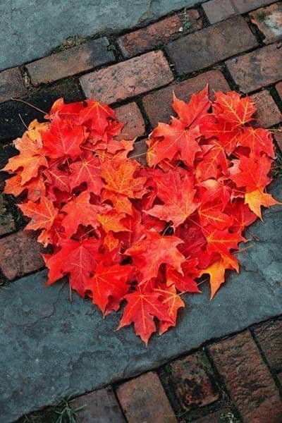 عکس فصل پاییز برای تصویر زمینه
