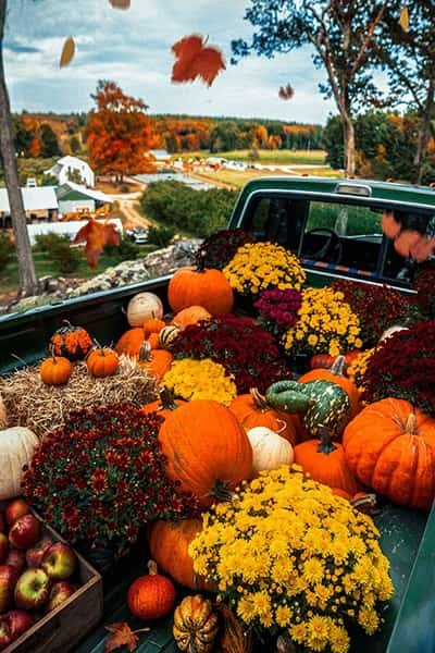 عکس فصل پاییز برای تصویر زمینه