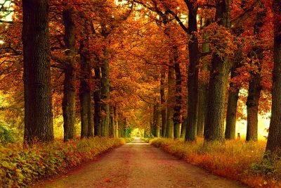 عکس فصل پاییز برای والپیپر